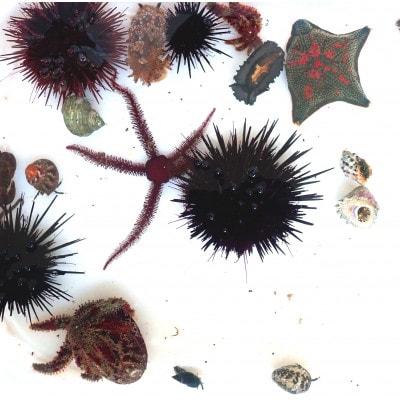 「海のミュージアム 磯の生物観察会・海の自然実感教室」参加費1000円分クーポン