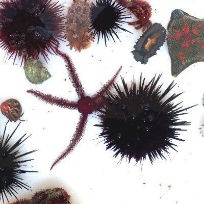 「海のミュージアム 磯の生物観察会・海の自然実感教室」参加費2000円分クーポン