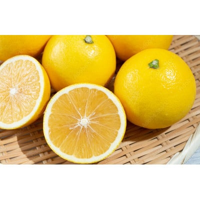 【杉山園】ニューサマーオレンジ (5kg)