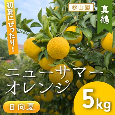 【杉山園】ニューサマーオレンジ (5kg)