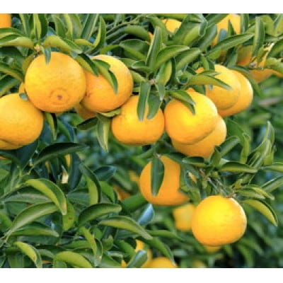 【杉山園】ニューサマーオレンジ (5kg)