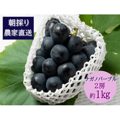 【2026年発送分先行受付】ナガノパープル　2房(約1kg)【配送時期:8月下旬】