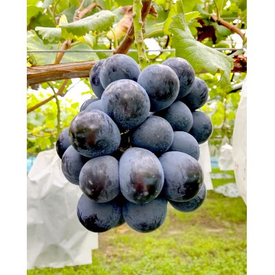 【2025年発送分先行受付】ナガノパープル　2房(約1kg)【配送時期:8月下旬】