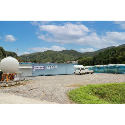 【2026年発送分先行受付】ナガノパープル　2房(約1kg)【配送時期:8月下旬】