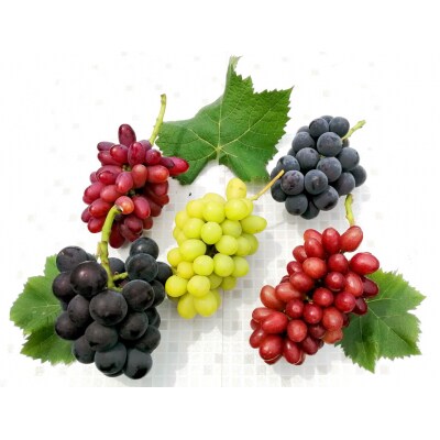 【2026年発送分先行受付】クイーンセブンと食べ比べセット(約2kg)【配送時期:8月中旬】