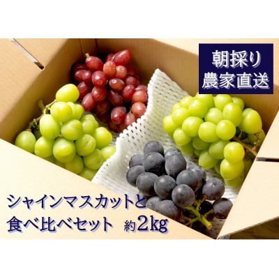 【2026年発送分先行受付】シャインマスカットと食べ比べセット(約2kg)【配送時期:9月上旬】