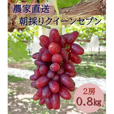 【2026年発送分先行受付】クイーンセブン　2房(約0.8kg)【配送時期:8月中旬】