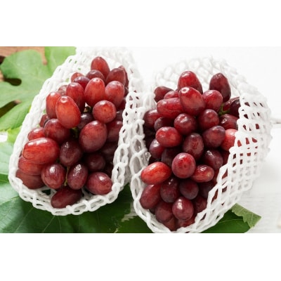 【2026年発送分先行受付】クイーンセブン　2房(約1kg)【配送時期:8月中旬】