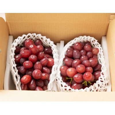 【2026年発送分先行受付】クイーンセブン　2房(約1kg)【配送時期:8月中旬】