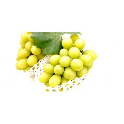 【2026年発送分先行受付】シャインマスカット　2～3房(約1.3kg)】【配送時期:9月上旬】