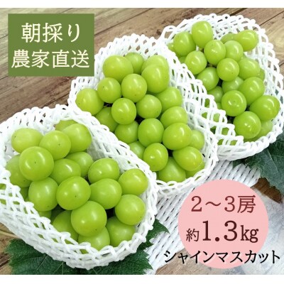 【2026年発送分先行受付】シャインマスカット　2～3房(約1.3kg)】【配送時期:9月上旬】