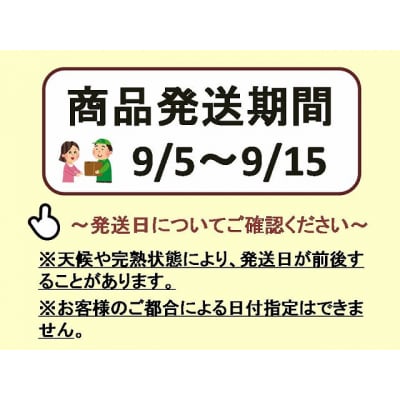 【2026年発送分先行受付】シャインマスカット　2～3房(約1.3kg)】【配送時期:9月上旬】