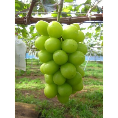 【2026年発送分先行受付】シャインマスカット　2～3房(約1.3kg)】【配送時期:9月上旬】