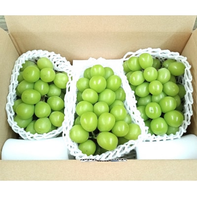 【2026年発送分先行受付】シャインマスカット　2～3房(約1.3kg)】【配送時期:9月上旬】