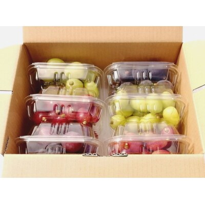 【2026年発送分先行受付】6品種の粒パックセット 1.5kg【配送時期:8月下旬】