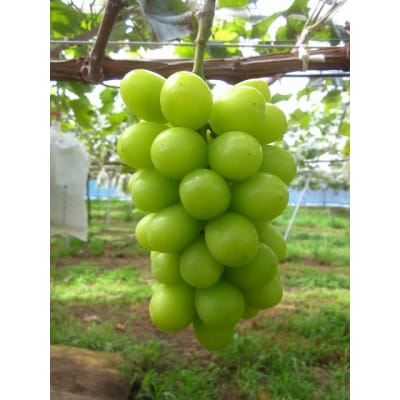 【2026年発送分先行受付】シャインマスカット　粒パック(約1.5kg)【配送時期:9月上旬】