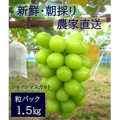 【2026年発送分先行受付】シャインマスカット　粒パック(約1.5kg)【配送時期:9月上旬】