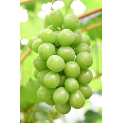 【先行受付】シャインマスカット2 房(約1kg)【配送時期:9月上旬～10月下旬】