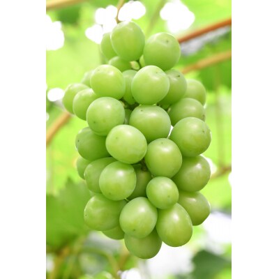 【先行受付】シャインマスカット2 房(約1kg)【配送時期:9月上旬～10月下旬】