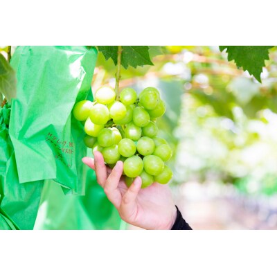 【先行受付】シャインマスカット2 房(約1kg)【配送時期:9月上旬～10月下旬】