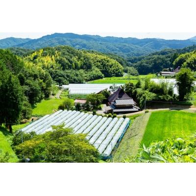【先行受付】特選ぶどう4～5種おまかせ詰め合わせ(約2kg)【配送時期:8月下旬～10月下旬】