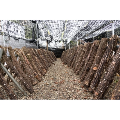 西条鰹ふりだし50包入り、原木しいたけ50gセット