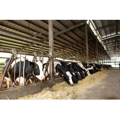 牧場直送十夢ジェラート、バスクチーズケーキセット【配送不可:離島】