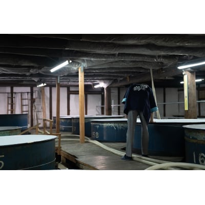 西條鶴　純米大吟醸原酒『飛天空』出品仕込み