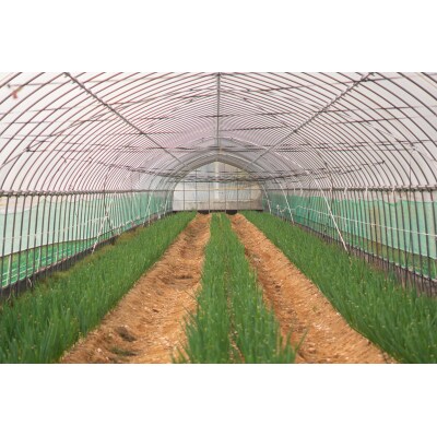 ねぎ農家がつくったサムライねぎ餃子96個(16個x6パック)