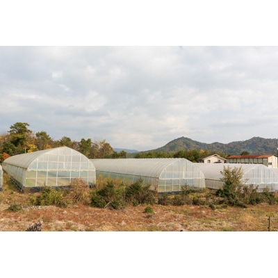 ねぎ農家がつくったサムライねぎ餃子96個(16個x6パック)(※配送は2025年5月以降)