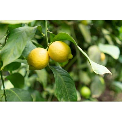 じゃがいもレモンかりんとう10袋