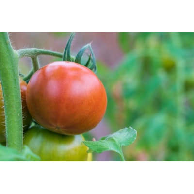 アグライズ トマト撫子 約4kg【配送時期:6月～12月】【冷蔵配送:6月～10月】