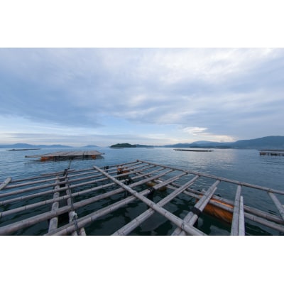 広島安芸津産　生牡蠣むき身700g【配達不可:離島】【配送時期:2026年3月～4月中旬】