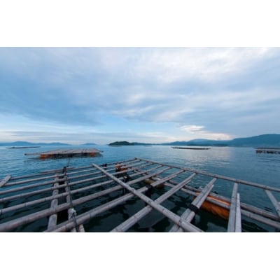 広島安芸津産　生牡蠣むき身1kg【配達不可:離島】【配送時期:2025年1月以降】