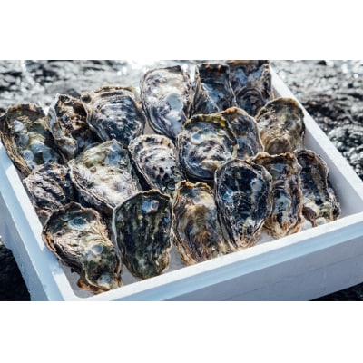 広島　殻付き牡蠣(13個～15個)　矢野水産【配送時期:2027年1月上旬～2027年4月上旬】