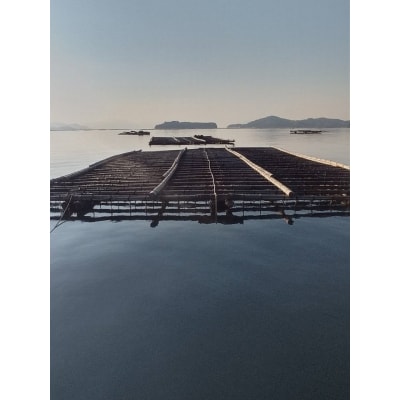 カンカン焼きセット 広島 殻付き牡蠣  マルミ水産