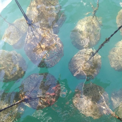 カンカン焼きセット 広島 殻付き牡蠣  マルミ水産