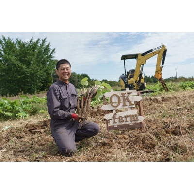 ごぼうの爽やかな香りと、バリバリ食感がたまらない【バリバリごぼう】(130g×12袋)