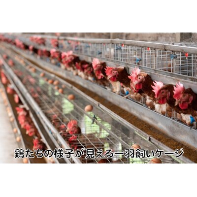 生でおいしい生たまごバラエティセット