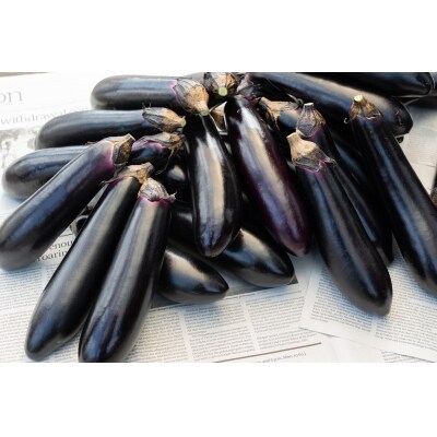 【先行受付】アグリ・アライアンスナス 5kg【配送時期:7月上旬～9月下旬】