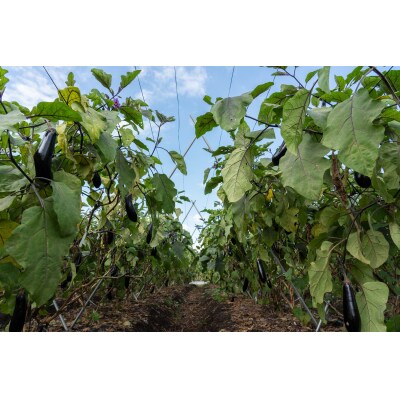 【先行受付】アグリ・アライアンスナス 5kg【配送時期:7月上旬～9月下旬】