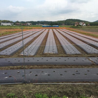 【先行受付】アグリ・アライアンス　白ネギ 3Kg 広島県産  【配送時期:12月上旬～1月下旬】