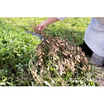 アグリ・アライアンス　焙煎落花生　ちばはんだち　100g×3個　TUTITONE　千葉半立