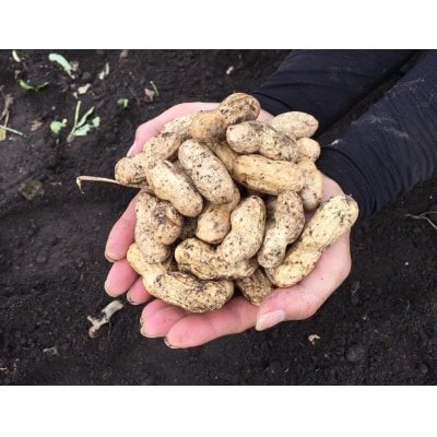 【先行受付商品】おおまさり　生落花生　1kg　栽培期間中農薬不使用【配送時期:9月下旬～10月中旬】