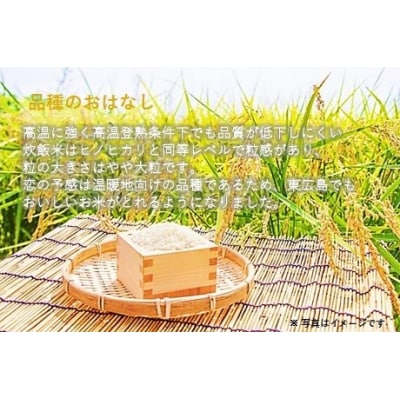 キューブ型 無洗米 恋の予感2合(300g)×6個セット ギフト 個包装 真空パック