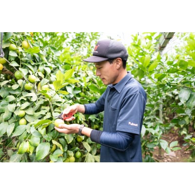 ワックス・防腐剤不使用の皮ごと使えるレモン4kとかりんとう2袋セット【配送時期:9月上旬～4月下旬】