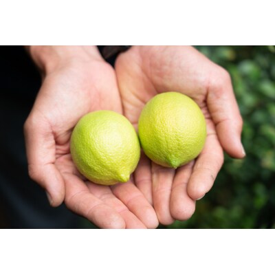 ワックス・防腐剤不使用の皮ごと使えるレモン4kとかりんとう2袋セット【配送時期:9月上旬～4月下旬】