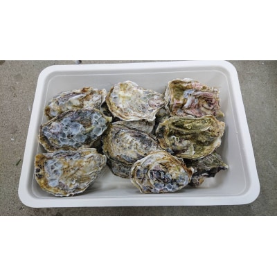 【先行受付商品】牡蠣 殻付き 15～20個 【配送時期:1月上旬～3月下旬】