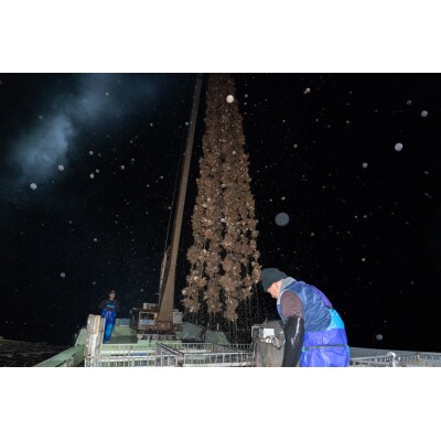 【先行受付商品】牡蠣 殻付き 15～20個 【配送時期:1月上旬～3月下旬】