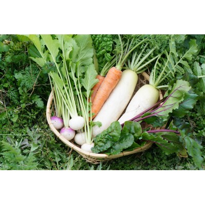 【先行受付商品】旬のやさい　おまかせセット【配送時期:6月上旬～12月下旬】